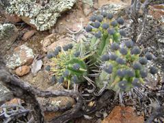 Euphorbia nesemannii