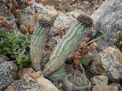 Euphorbia nesemannii