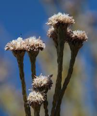 Leucadendron dubium