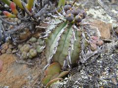 Euphorbia nesemannii