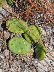 Opuntia mesacantha