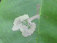 Ectoedemia trinotata