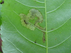 Ectoedemia trinotata