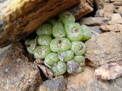 Conophytum ficiforme