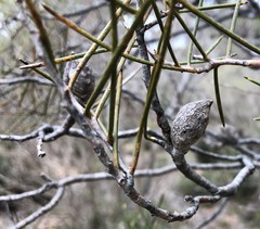 Hakea mitchellii