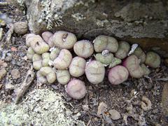 Conophytum ficiforme