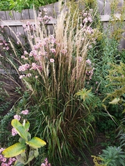 Calamagrostis × acutiflora