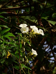 Distimake macrocalyx