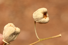 Codonocarpus attenuatus