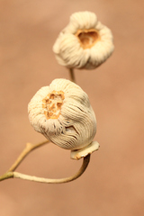 Codonocarpus attenuatus