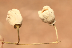 Codonocarpus attenuatus