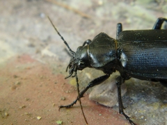 Calosoma