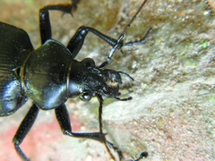 Calosoma