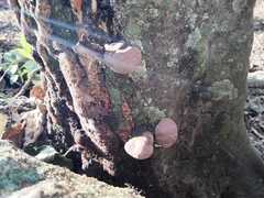 Daldinia concentrica