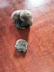 Daldinia concentrica