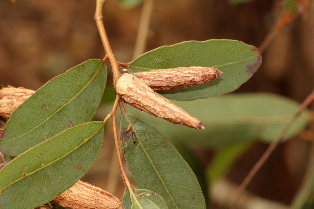 Apiomorpha sloanei
