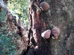 Daldinia concentrica