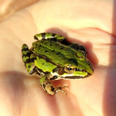Pelophylax