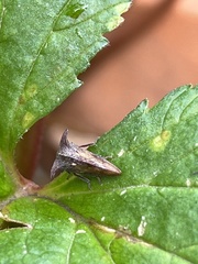 Acanthuchus trispinifer
