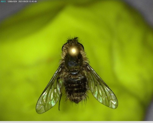 iNaturalist observation photo of Bee Flies