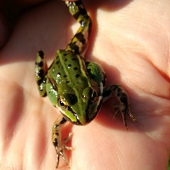 Pelophylax