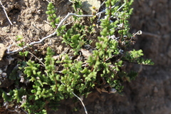 Cheilanthes hypoleuca