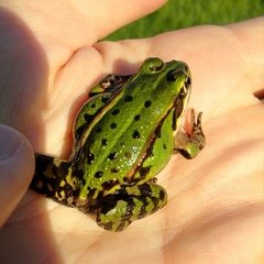 Pelophylax