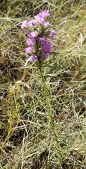 Liatris squarrosa