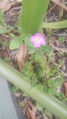 Oenothera rosea