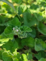 Pelargonium australe