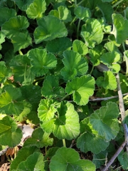 Pelargonium australe