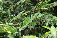 Ardisia bakeri
