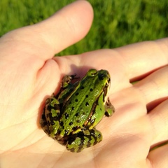 Pelophylax