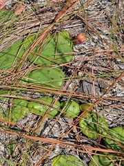 Opuntia mesacantha