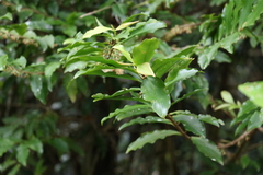 Ardisia bakeri
