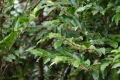 Ardisia bakeri