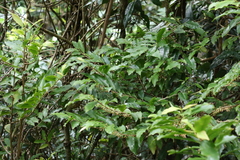 Ardisia bakeri