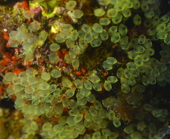 Perophora modificata