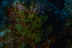 Perophora modificata