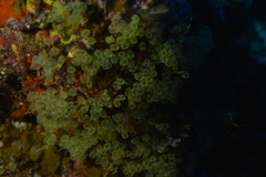 Perophora modificata