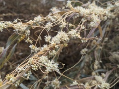 Cuscuta subinclusa
