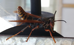Polistes jokahamae