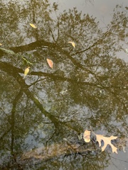 Craspedacusta sowerbii