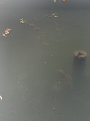 Craspedacusta sowerbii