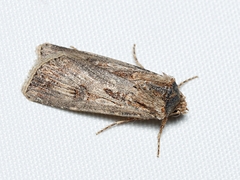 Agrotis munda