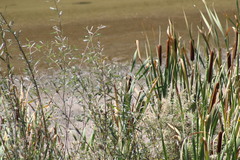 Typha