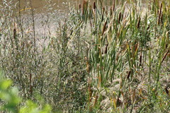 Typha