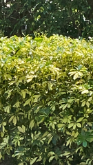 Heptapleurum arboricola