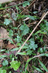 Hydrocotyle acutiloba