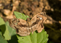 Quadrus lugubris